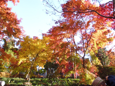 紅葉狩りに出かけませんか？