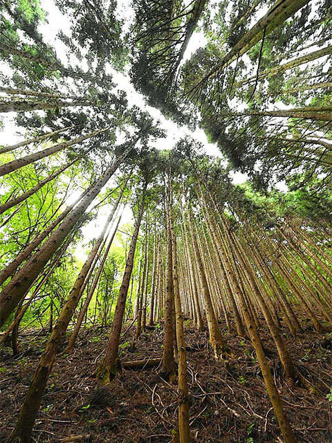 山の木々