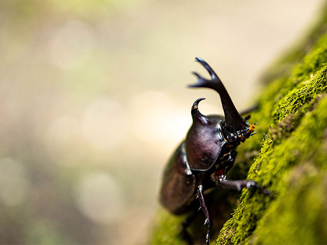 カブトムシを見ました！