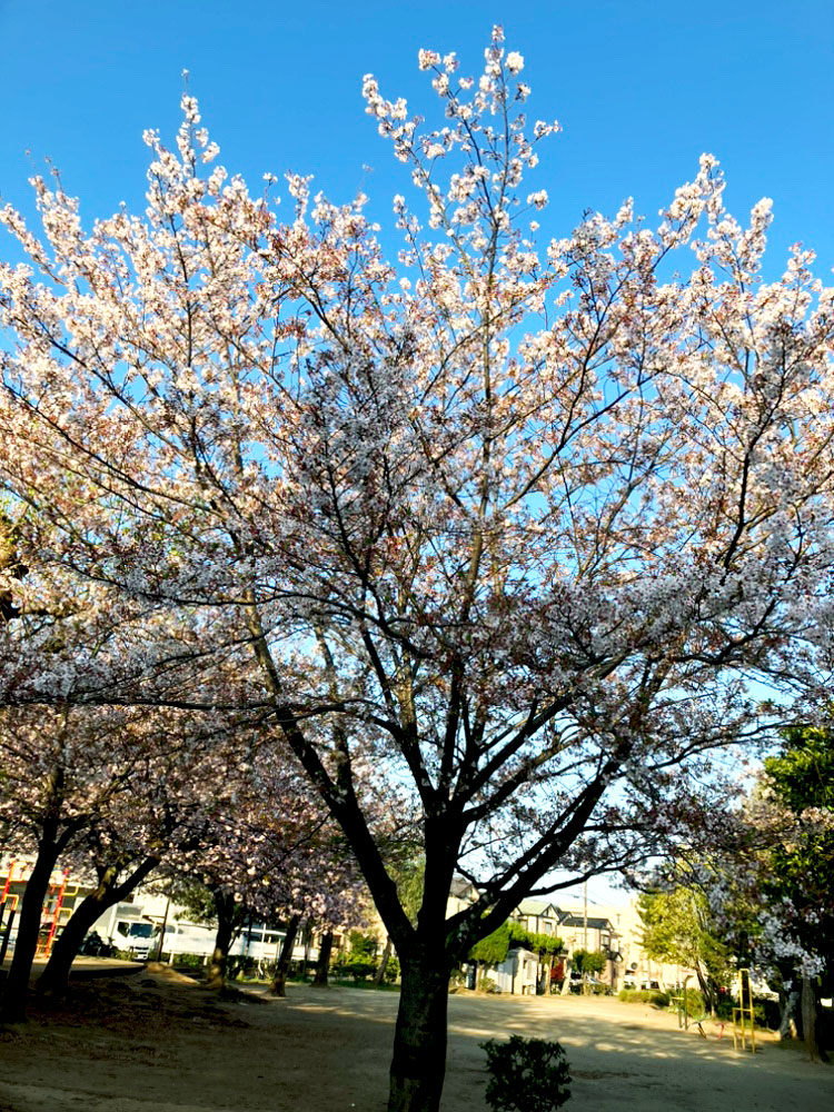 3年ぶりのお花見