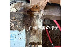 白蟻被害