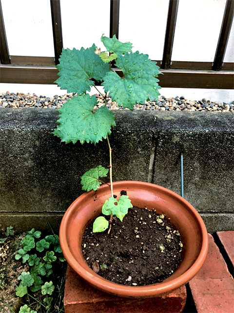 食べられるとしたら何年後かな❓